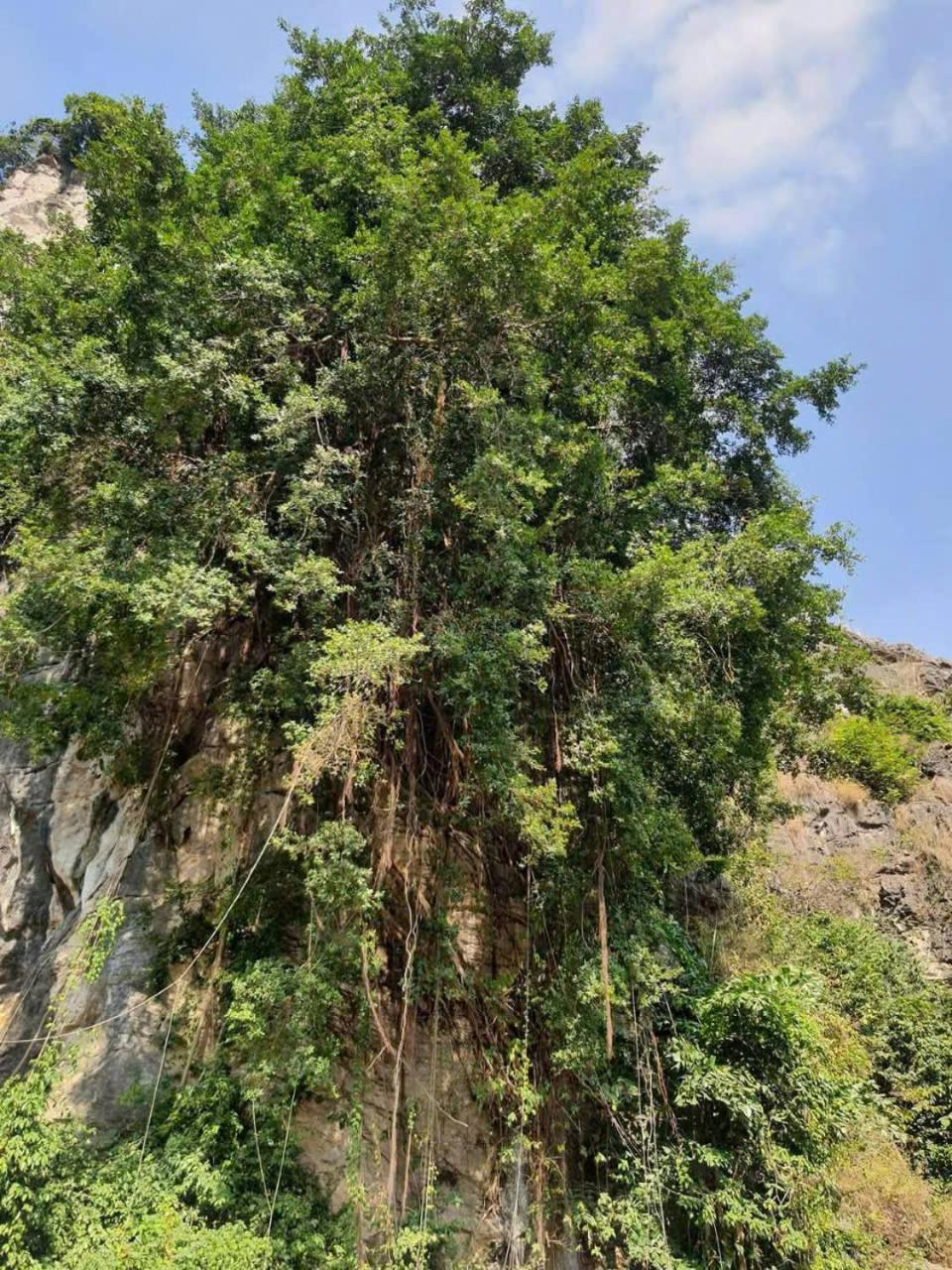 Trang An Hana Homestay Nguyen Ngoai Bagian luar foto